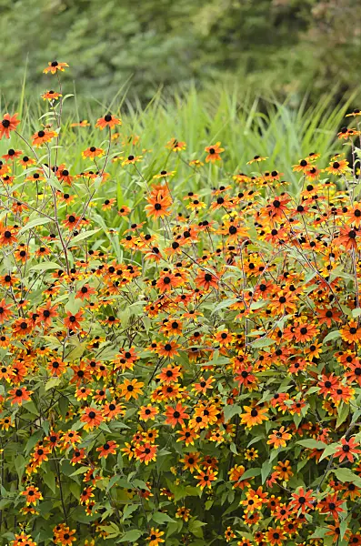 535214 - Brown-eyed Susan (Rudbeckia triloba 'Prairie Glow')