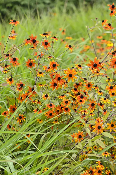 535215 - Brown-eyed Susan (Rudbeckia triloba 'Prairie Glow')