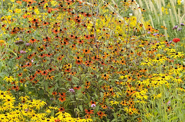 535104 - Brown-eyed Susan (Rudbeckia triloba 'Prairie Glow') and orange cone flower (Rudbeckia fulgida)