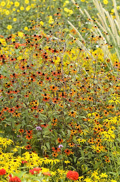 535105 - Brown-eyed Susan (Rudbeckia triloba 'Prairie Glow') and orange cone flower (Rudbeckia fulgida)