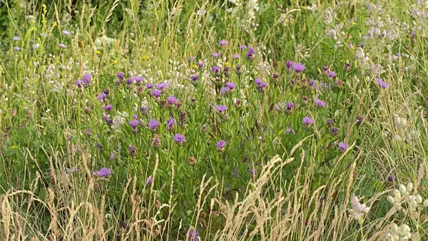 509097 - Brown knapweed (Centaurea jacea)