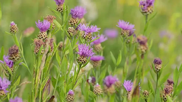509098 - Brown knapweed (Centaurea jacea)
