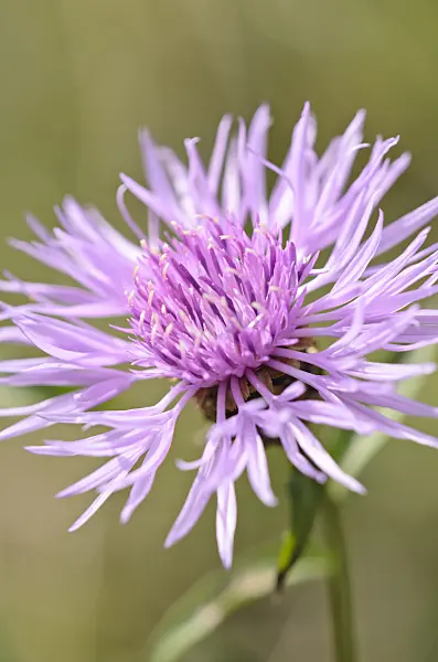 536088 - Brown knapweed (Centaurea jacea)