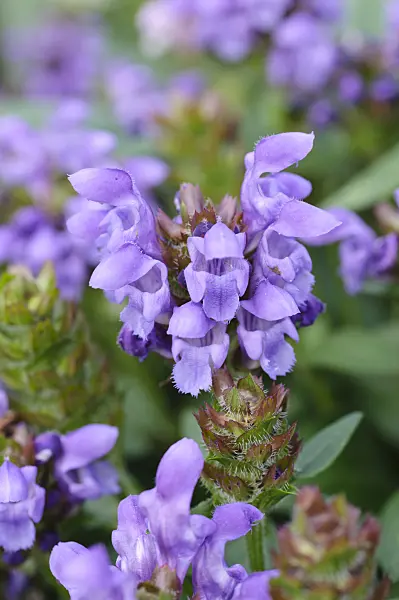 475158 - Brunella grandiflora 'Freelander'