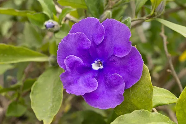 608125 - Brunfelsia pauciflora var. calycina