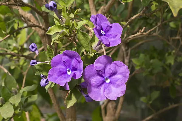 608126 - Brunfelsia pauciflora var. calycina