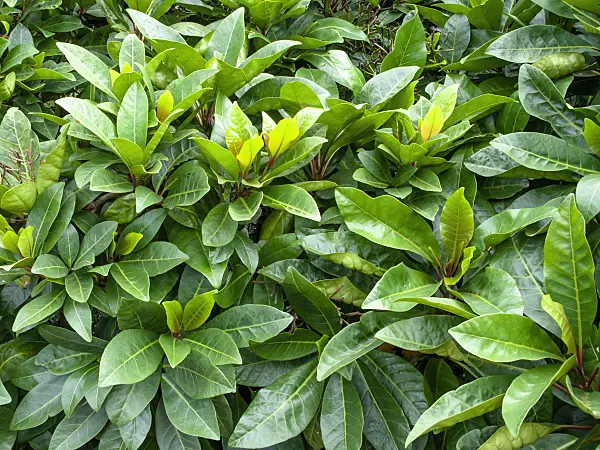 455389 - Brush cherry (Syzygium australe)