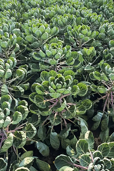 393045 - Brussels sprout (Brassica oleracea var. gemmifera)