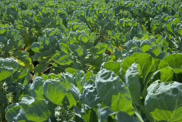 457039 - Brussels sprout (Brassica oleracea var. gemmifera)