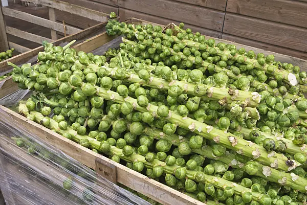 576033 - Brussels sprout (Brassica oleracea var. gemmifera)