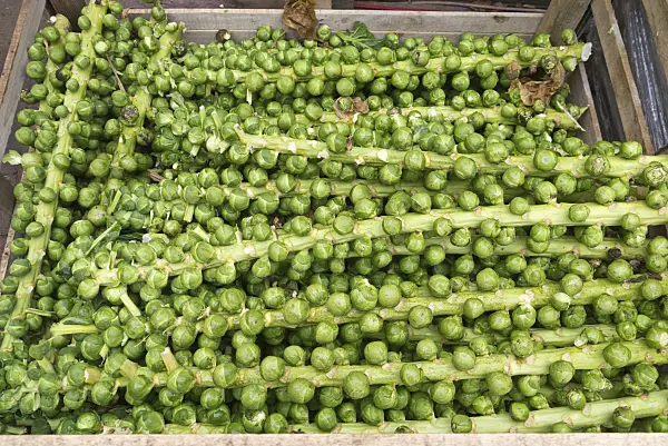576034 - Brussels sprout (Brassica oleracea var. gemmifera)