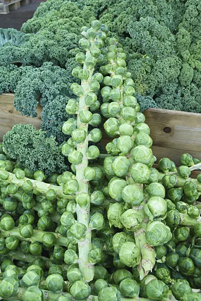 609059 - Brussels sprout (Brassica oleracea var. gemmifera)