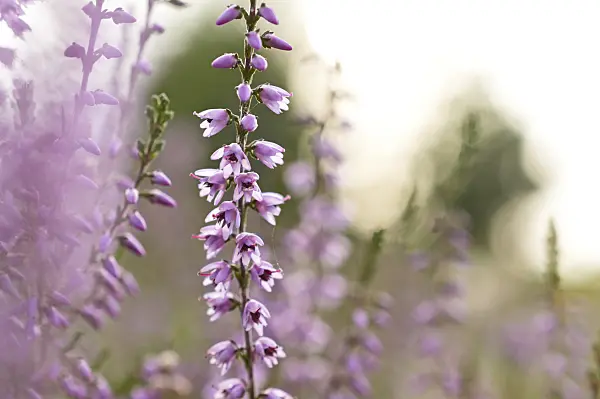 512004 - Bruyère (Calluna vulgaris)