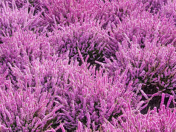 418012 - Bruyère (Calluna vulgaris 'Annemarie')