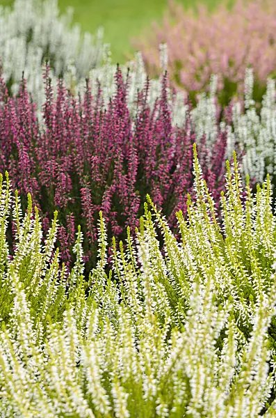 525075 - Bruyère (Calluna vulgaris 'Garden Girls')