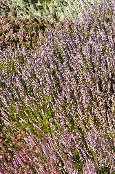 547383 - Bruyère (Calluna vulgaris 'Spring Torch')