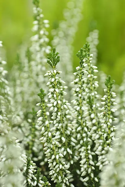489010 - Bruyère (Calluna vulgaris 'Veluwe')