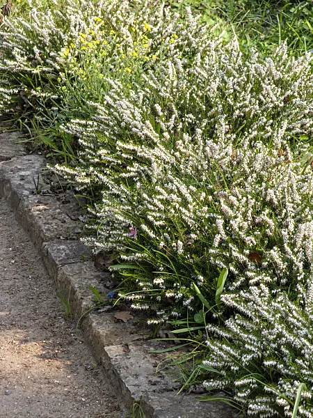 424127 - Bruyère des neiges (Erica carnea 'Snow Queen' syn. Erica herbacea 'Snow Queen')