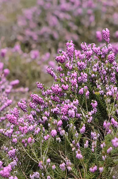 529154 - Bruyère des neiges (Erica carnea 'Winter Rubin' syn. Erica herbacea 'Winter Rubin')