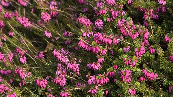 494151 - Bruyère des neiges (Erica carnea 'Winterfreude' syn. Erica herbacea 'Winterfreude')