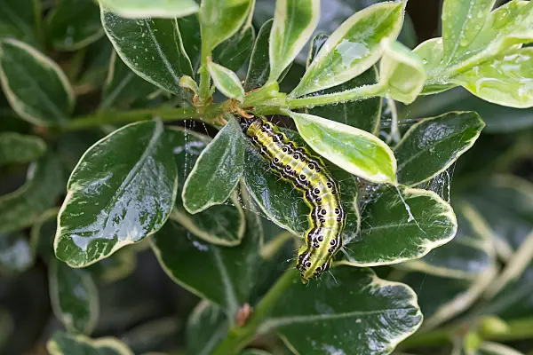 664110 - Buchsbaumzünsler (Cydalima perspectalis)
