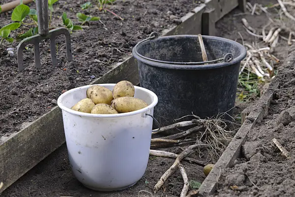 483033 - Buckets with freshly harvested potatoes (Solanum tuberosum)