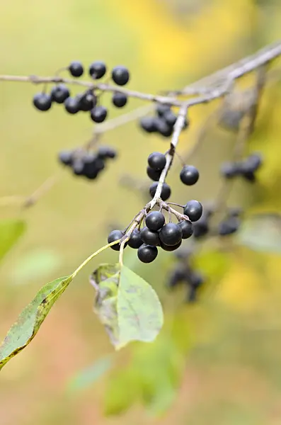525237 - Buckthorn (Rhamnus globosus)
