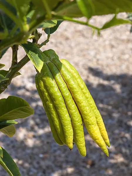 437258 - Buddha's hand (Citrus medica var. sarcodactylis)