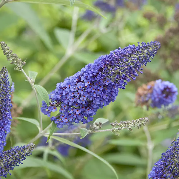 502122 - Buddléia du père David (Buddleja davidii 'Ellens Blue')