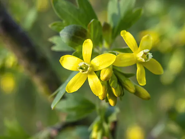 448013 - Buffalo currant (Ribes odoratum)