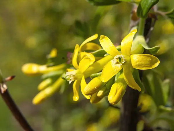 424132 - Buffalo currant (Ribes odoratum 'Crandall')