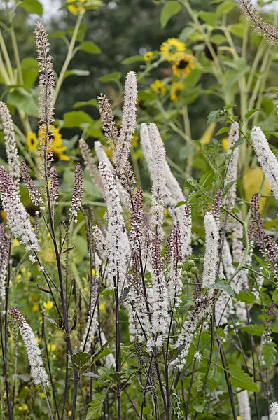560025 - Bugbane (Cimicifuga)