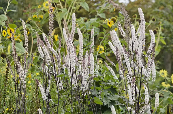 560026 - Bugbane (Cimicifuga)