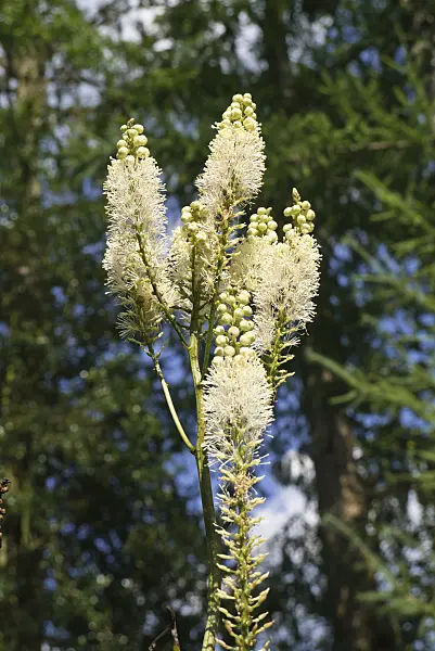 609012 - Bugbane (Cimicifuga rubifolia syn. Actaea rubifolia)