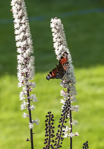 651026 - Bugbane (Cimicifuga simplex 'Chocoholic' syn. Actaea simplex 'Chocoholic')