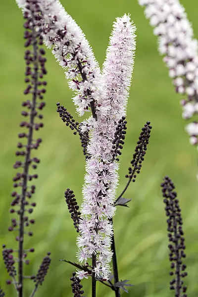 651028 - Bugbane (Cimicifuga simplex 'Chocoholic' syn. Actaea simplex 'Chocoholic')