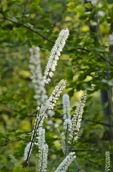 501066 - Bugbane (Cimicifuga simplex syn. Actaea simplex)