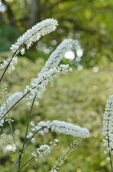 501067 - Bugbane (Cimicifuga simplex syn. Actaea simplex)