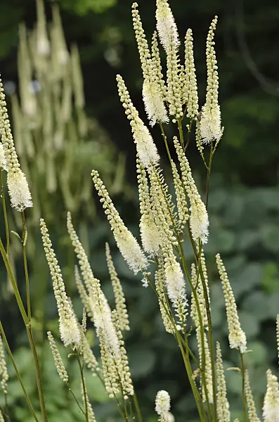 535220 - Bugbane (Cimicifuga simplex syn. Actaea simplex)