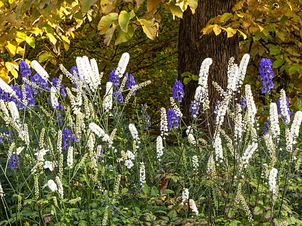 465202 - Bugbane (Cimicifuga simplex syn. Actaea simplex) and Carmichael's monkshood (Aconitum carmichaelii 'Arendsii' syn. Aconitum arendsii)