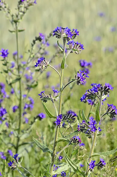 521025 - Buglosse officinale (Anchusa officinalis)