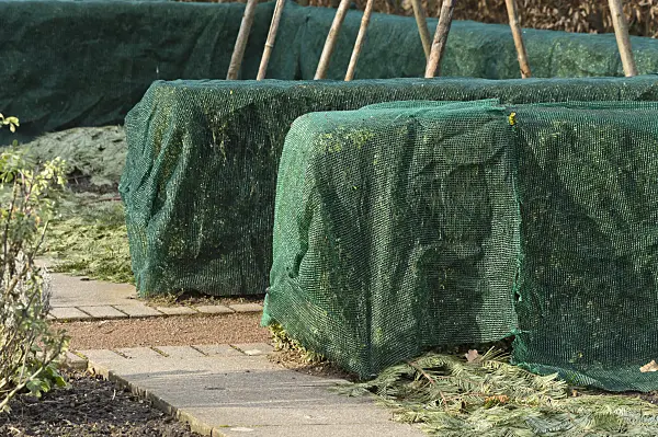 517024 - Buis commun (Buxus sempervirens) avec un voile d'hivernage