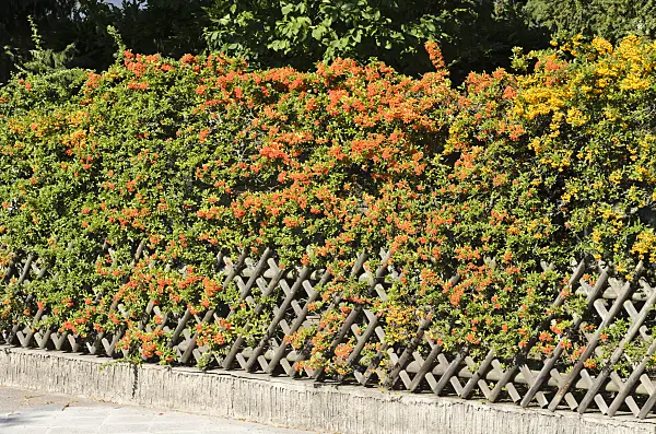 548074 - Buisson ardant (Pyracantha)