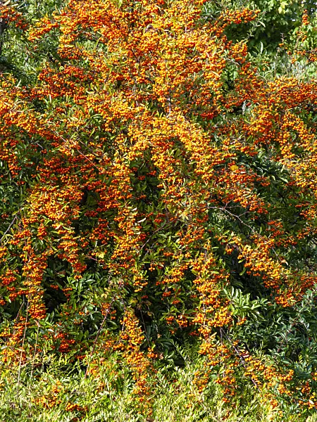 465157 - Buisson ardant (Pyracantha coccinea)