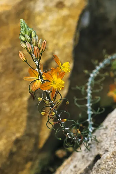 382007 - Bulbine frutescens