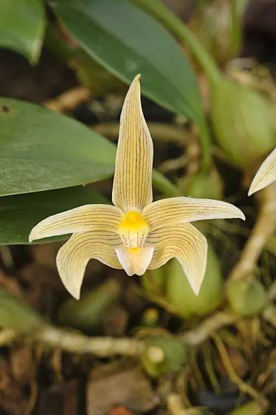 481030 - Bulbophyllum dearei