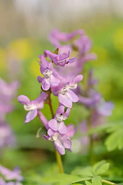 471023 - Bulbous corydalis (Corydalis cava)