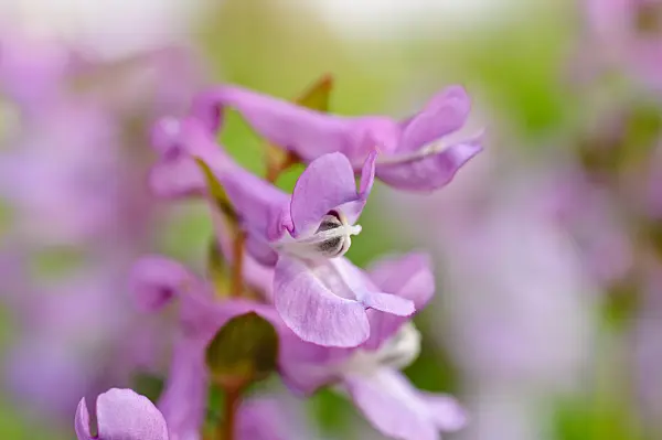 471024 - Bulbous corydalis (Corydalis cava)