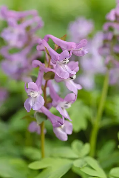 471025 - Bulbous corydalis (Corydalis cava)
