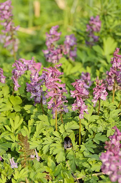 471026 - Bulbous corydalis (Corydalis cava)